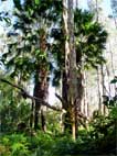 Cabbage tree palms