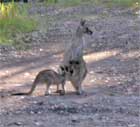 Eastern grey and her joey