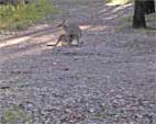 Eastern Grey kangaroo and joey