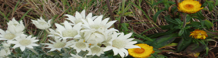 Flannel flowers on headland