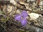 Native Lilac Fringed Lily