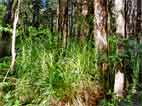 Grassy plants on ground