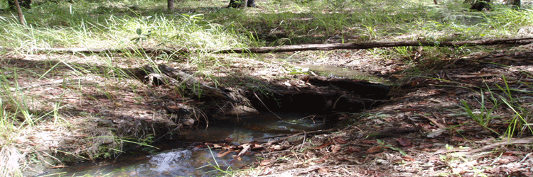 Small ephemeral creek on the land