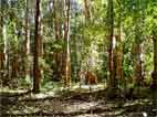 Adam in the littoral rainforest