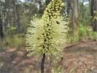 Native Bees on Xanthorea Flower